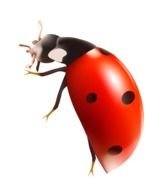 Spring Bug Clip Art N3