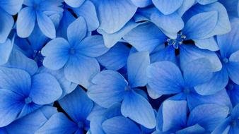 Blue Flowers of hydrangea, background