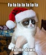 Grumpy Cat