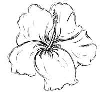 black and white plumeria flower