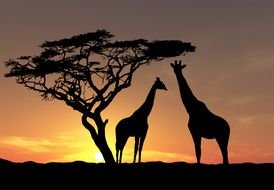 silhouette of giraffes near a tree during sunset