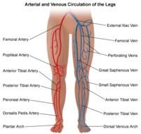 Lower Extremity Arteries And Veins