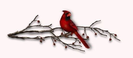 red bird on the tree branch