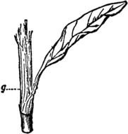 Stem And Leaf Clip Art N2