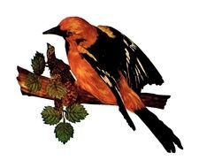 Free Clip Art Birds Oriole