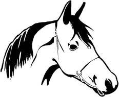 horse head in bridle, drawing