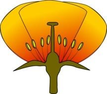 Unlabeled Flower Diagram