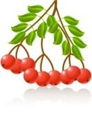 ripe ashberry, drawing