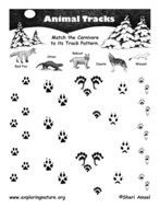 Wild Animal Track Identification N2