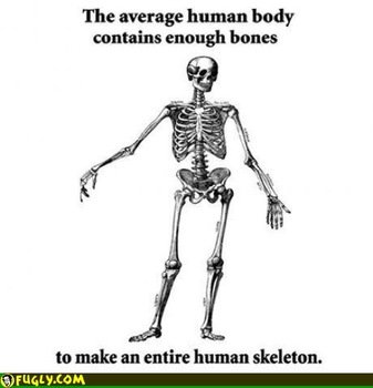 How Many Bones In The Human Body