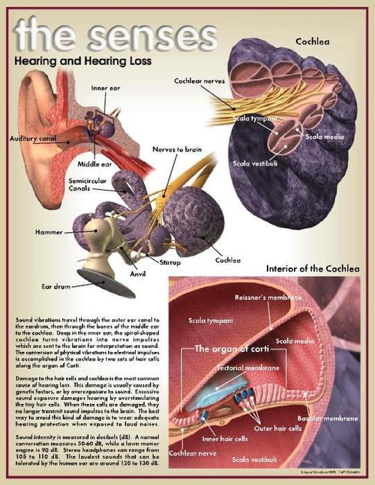 Hearing Loss N3