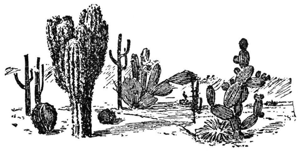 black and white image of cacti in the desert