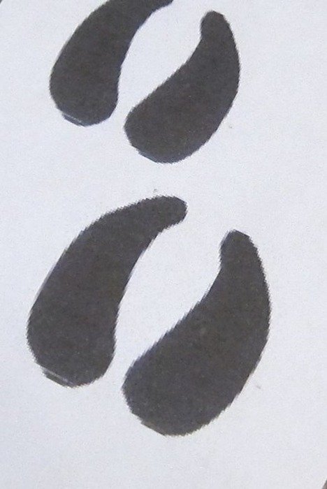 Cow Hoof Clip Art N7
