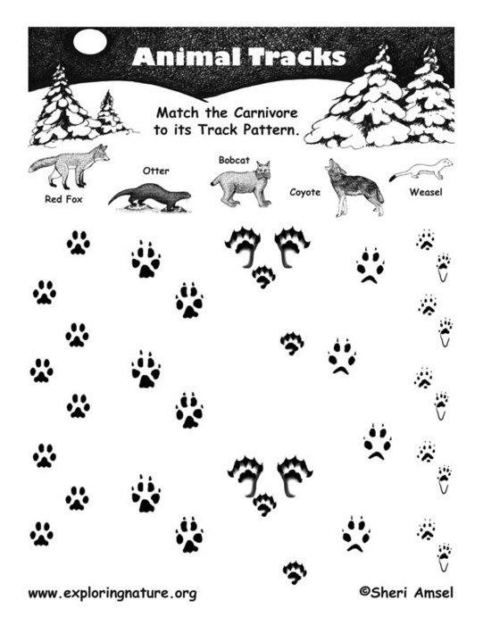 Wild Animal Track Identification N2