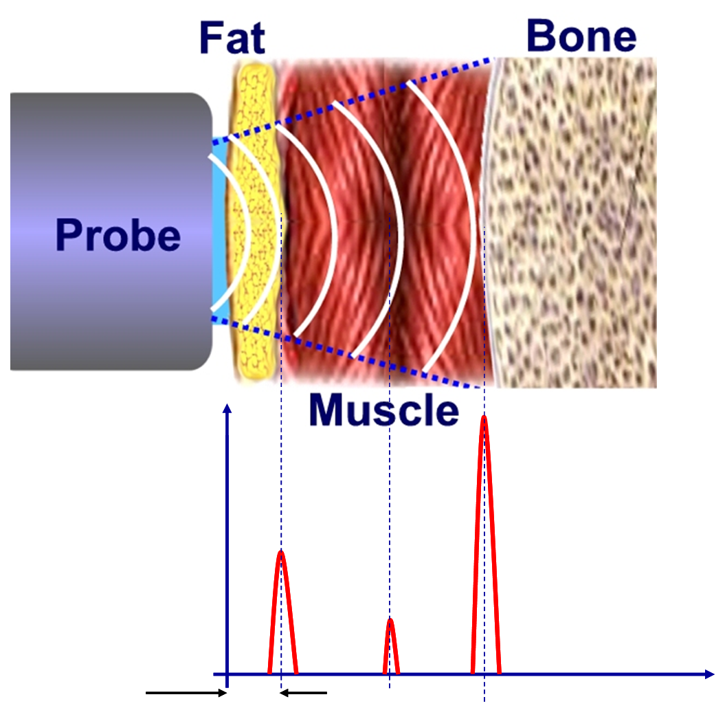 anatomy-physiology