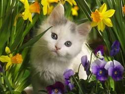 cute kitten sitting among flowers