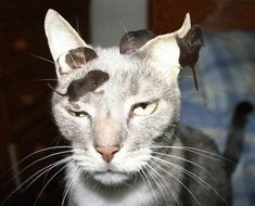 small mice on a cat's head