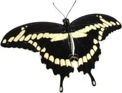 Transparent Butterfly black white