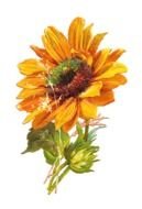 embroidered yellow sunflower