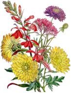 Fall Flower as a graphic illustration