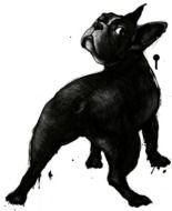 French Bulldog N2