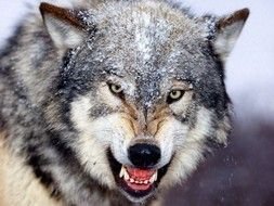 Photo of aggressive wolf muzzle