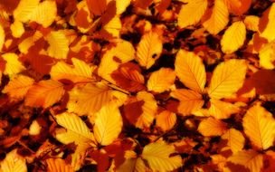 autumn leaves N6