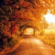 colorful trees above path in countryside at Fall