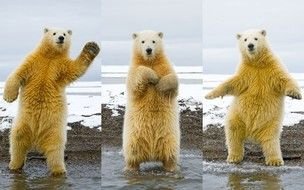 standing polar bear