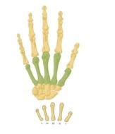 Hand Bones