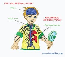 Nervous System