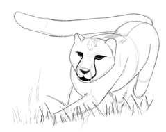 black and white drawing cougars on the grass