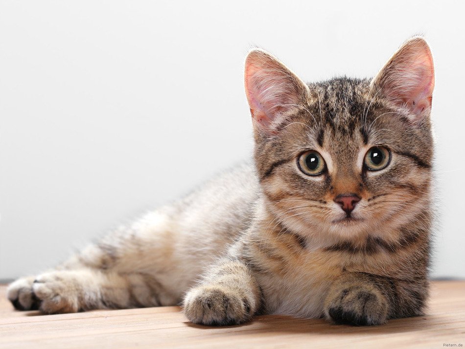 kitten lies on the floor near the wall