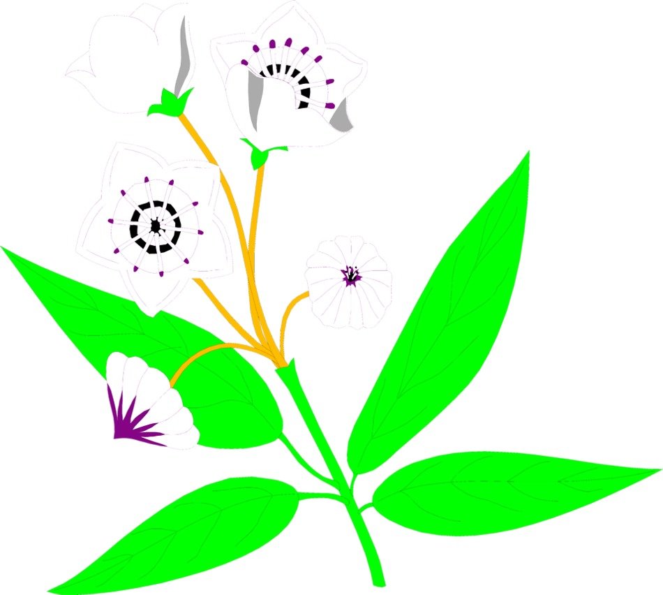İllustration of Mountain Laurel Flower