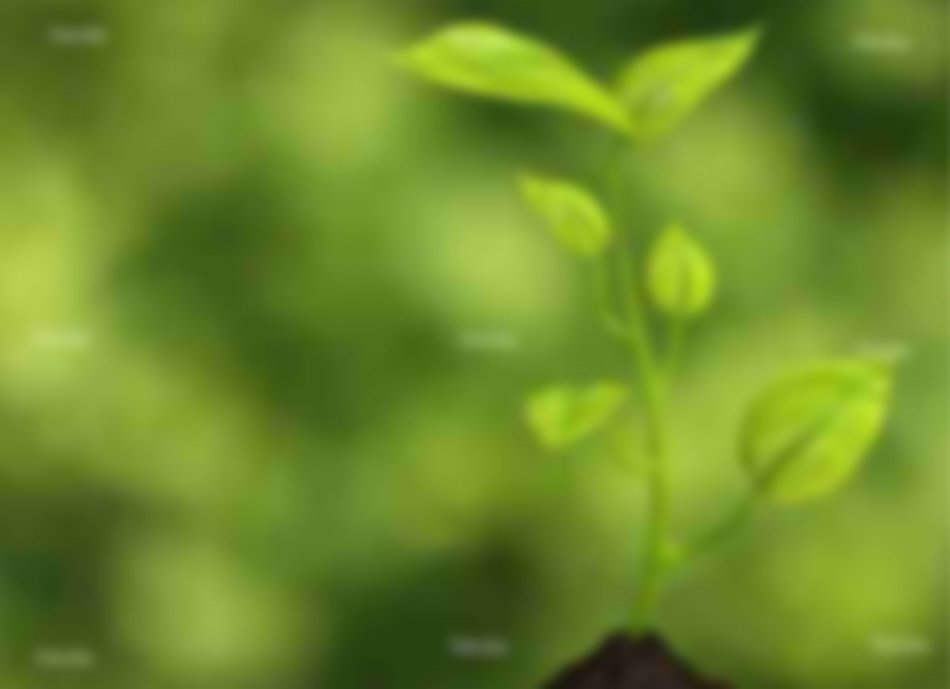 green in bokeh