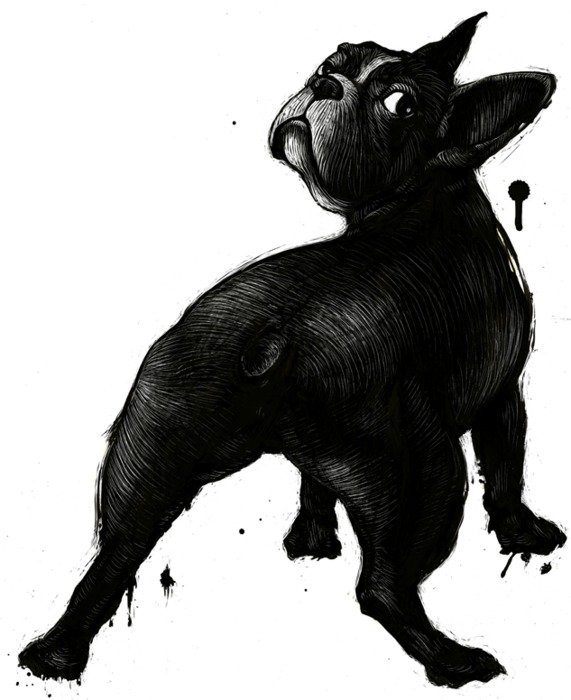 French Bulldog N2