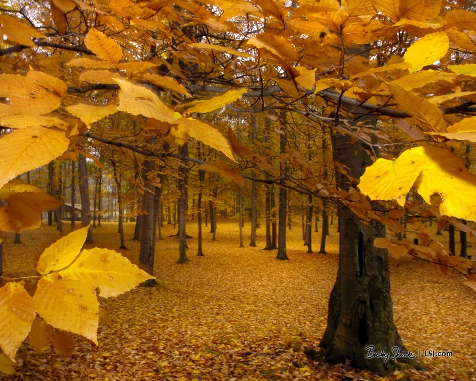 Picture of Yellow Fall Leaves