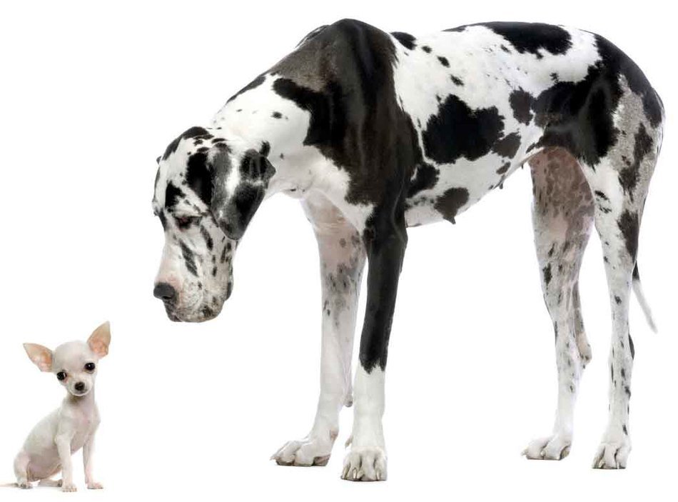 Great Dane And Chihuahua photo