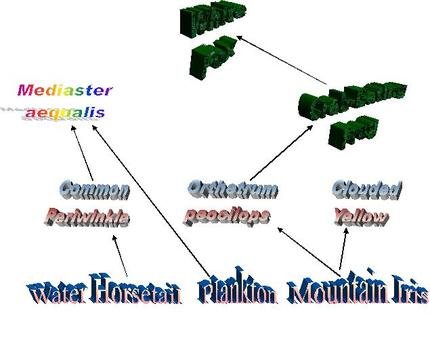 Marine Biome Food Web