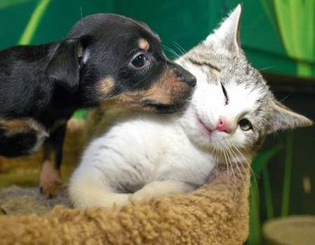 Kitten And Puppy N3