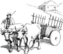 Oxen as a graphic illustration