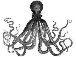 octopus as a picture for clipart