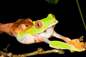 Picture of Snake Eating Frog