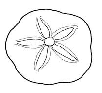 Coloring Page Seashell Sand Dollar drawing