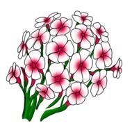 Easy Drawings Step By Flowers N2