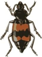 Colorful beetle clipart