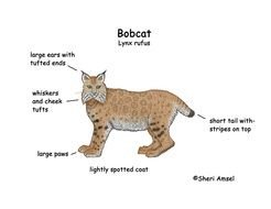 Bobcat Coloring Pages N2