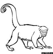 Rainforest Monkey Coloring Pages