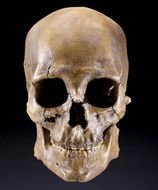 human skull on a black background
