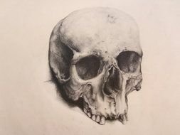 Human Skull, anatomical drawing